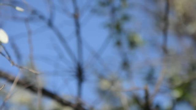 Цветёт маслина в мае, и пахнет )) смотреть онлайн