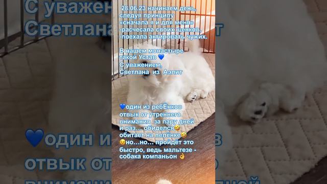 +79257722113 роскошные щенки Мальтезе РКФ. Клуб Аэлит. Москва.