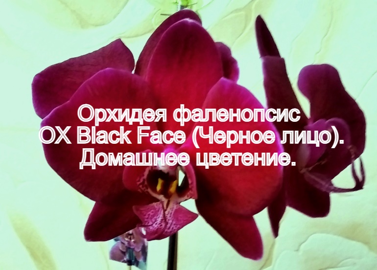Орхидея фаленопсис OX Black Face (Черное лицо). Домашнее цветение.