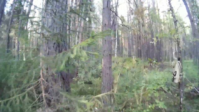 Подготовка к охоте на куницу капканами. Поиски куньих переходов. Preparing for the marten hunt. смотреть онлайн