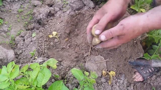 Мой способ посадки раннего картофеля (сорт Уладар). Часть 2 смотреть онлайн