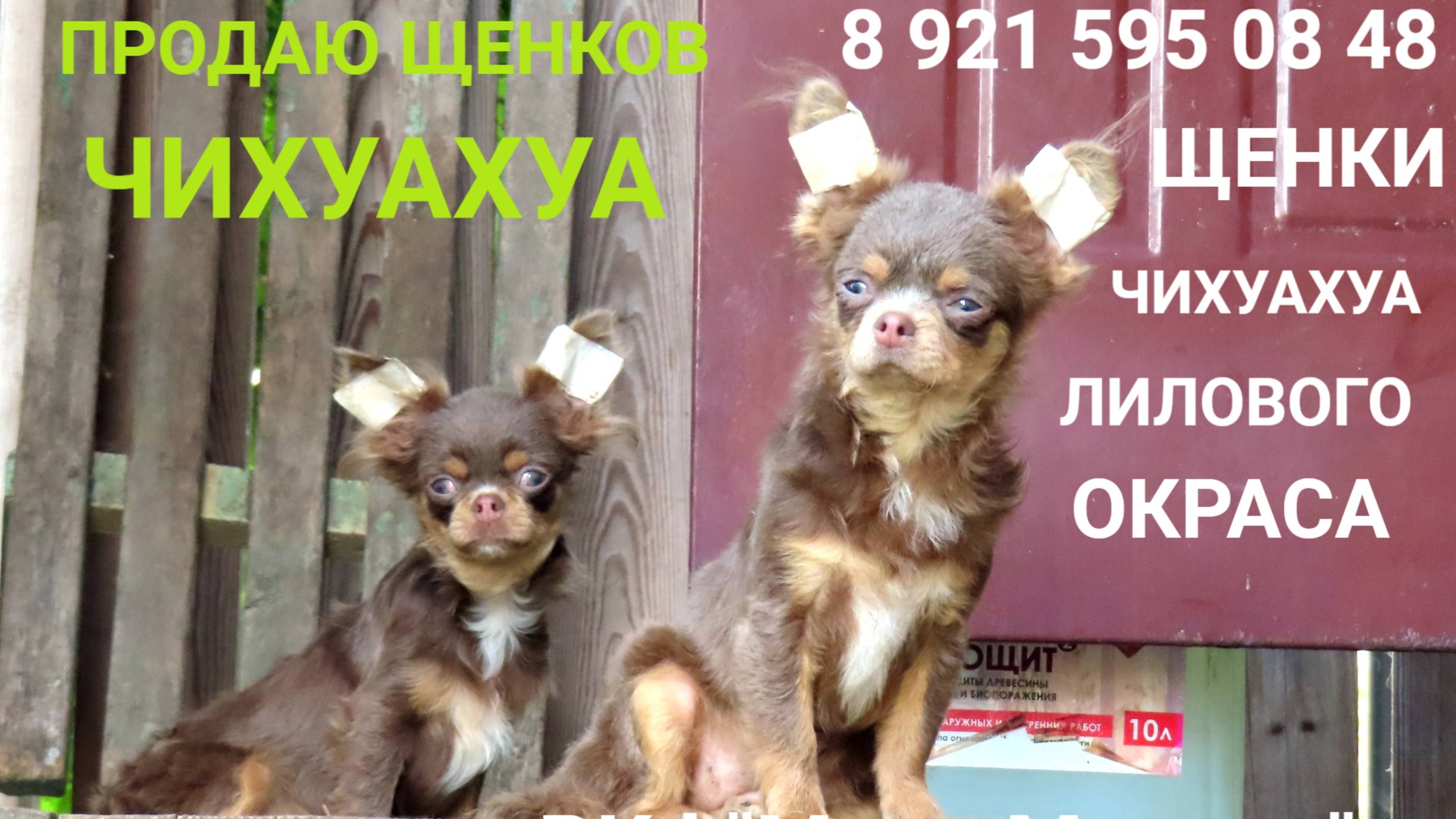 Самые ТРУСЛИВЫЕ щенки #ЧИХУАХУА #купить_чихуахуа_ЛИЛОВОГО_окраса 89215950848 #ПРОДАЮ_чихуахуа
