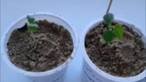 Папайя всходы