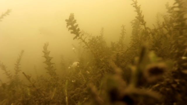 Убийца карася Поклёвка карася Подводные съёмки Рыбалка на убийцу карася смотреть онлайн