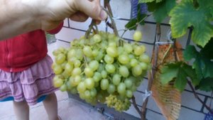 Виноград Алешенькин.