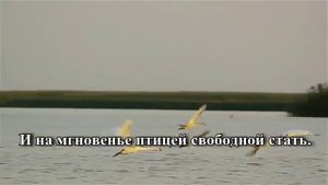 Свободная птица  Караоке