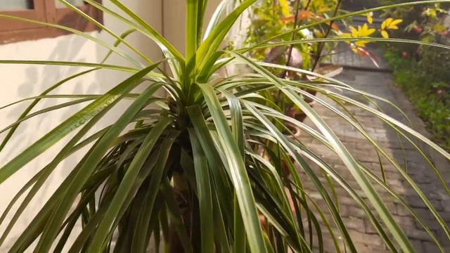 Know Your Plants : - 7 - Nolina Palm | Ponytail Palm | Elephant foot смотреть онлайн
