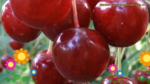 Вишня обыкновенная Память Вавилова. Краткий обзор, описание cerasus vulgaris Pamiat Vavilova