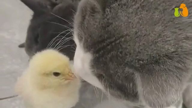 ПРИКОЛЬНЫЕ КОШКИ СМЕШНЫЕ ДОМАШНИЕ ЖИВОТНЫЕ #кошки #собаки #приколы смотреть онлайн