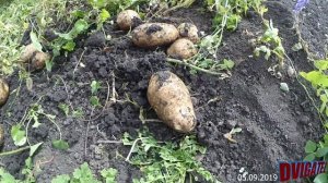 Картофель без окучки. С ведра 5.5. Взошла горчица
