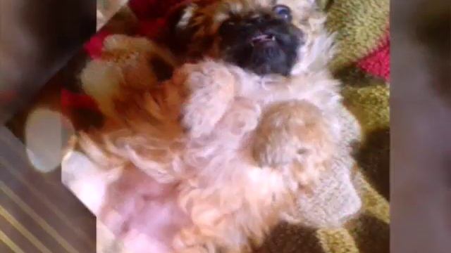 Мой щенок Рошель. смотреть онлайн