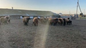 Обработка овец и первое червление 23 мая