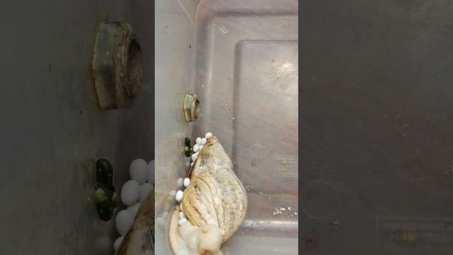 Улитка "Ахотина" рожает, редкое видео смотреть онлайн