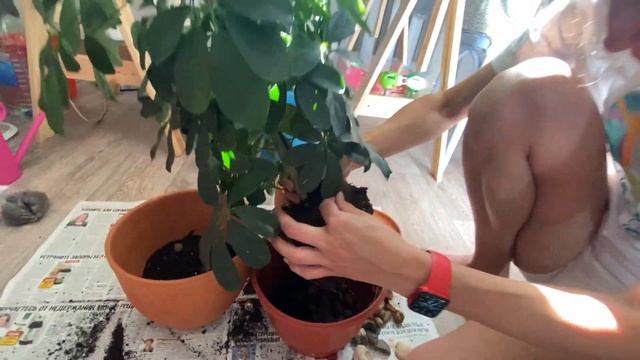 ШЕФЛЕРА\пересадка
