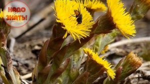 Почему растение назвали Мать-и-Мачеха?