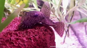 Сомика L-181 поселила к взрослому анциструсу