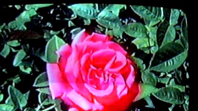 Atlanta Botanical Garden (music: Жанна Бичевская ) смотреть онлайн