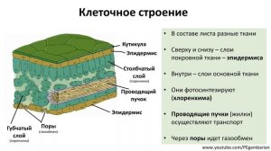 6. Лист (6 класс) - биология, подготовка к ЕГЭ и ОГЭ 2020