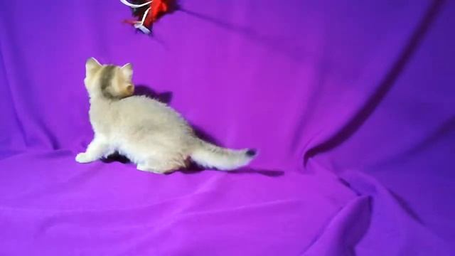 Мальчик Скоттиш Страйт, окрас золотой тикированный (ny25). предлагается к резерву смотреть онлайн