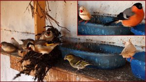 Амадины зимой в вольере. Боятся ли амадины мороза?)