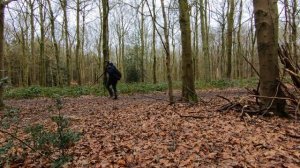 Fujinon XF 90mm Lens Woodland Photography All at F2