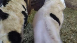 Нашим телятам 5 месяцев.  Сколько они весят?Диарея у телят.