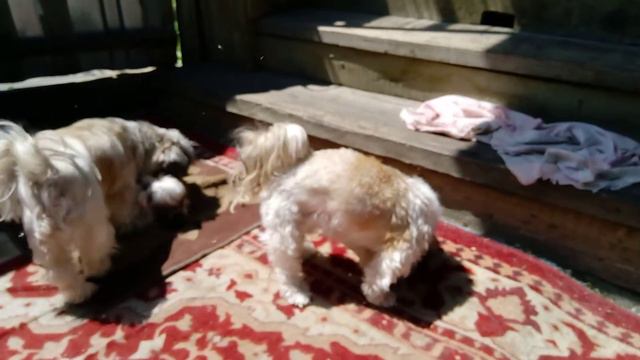 Зинка картинка смотреть онлайн