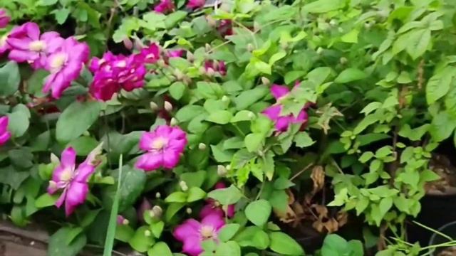 Клематисы Хегли Хайбрид и Виль де Леон. смотреть онлайн