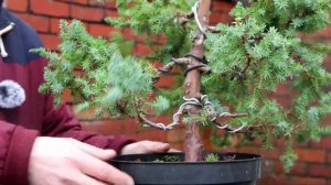 Squamata juniper bonsai