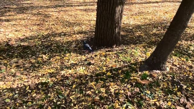 autumn vlog / свечи, университет, литературный вечер ?️? смотреть онлайн