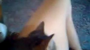 Кот делает массаж яиц.3gp