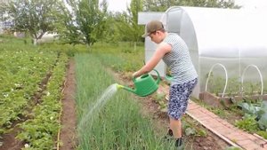 Обработка лука: лучший способ борьбы с луковой мухой