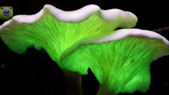 Зловещие светящиеся грибы смотреть онлайн