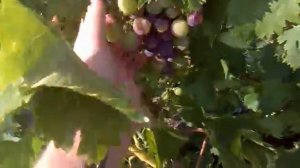 сорта винограда мордовии 05,08,2014