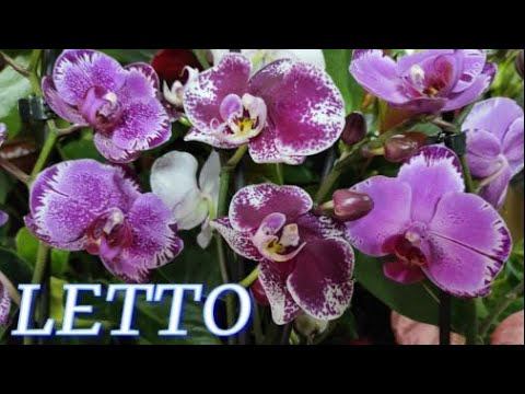 №346/ Обзор ОРХИДЕЙ в LETTO на Уральской