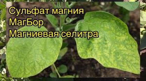 Самые частые проблемы баклажанов и способы их решения