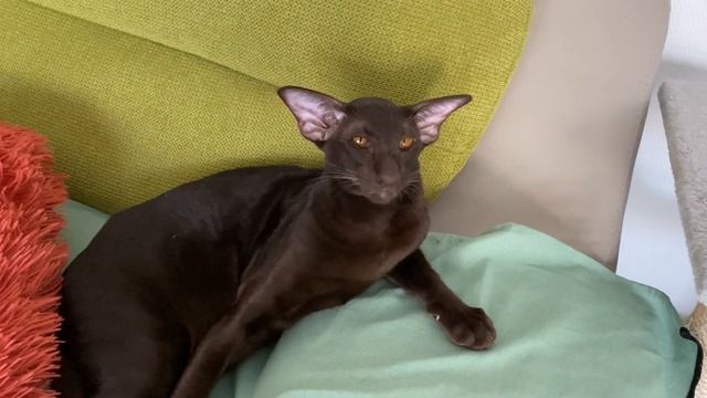 Ориентальная кошка?⬛l Кошачьи будни lСмешные котыlПриколы с котами? смотреть онлайн