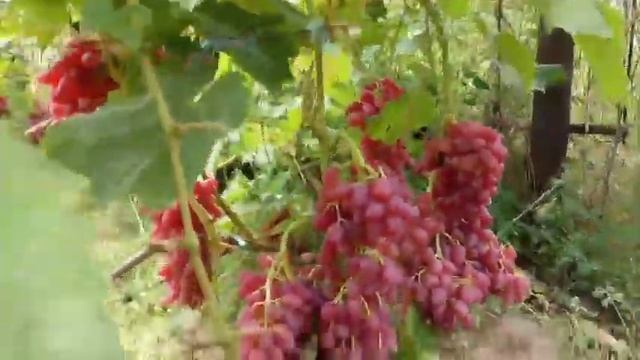 Сорта винограда Жар птица, кишмиш Лучистый, Ландыш 15 августа 2021. Виноградник Щереденкова В. А.