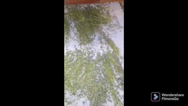 Сбор и заготовка чабреца / Тимьян / Травы России #загороднаяжизнь #деревня #травы