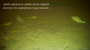 Подводный фонарь для экшн-камеры. Реакция рыбы на свет.