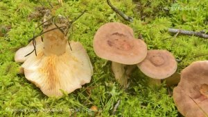 Млечник серо-розовый (Lactarius helvus)