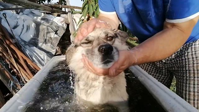 Чтобы пёс не страдал от жары смотреть онлайн