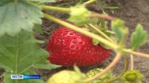 В Ярославской области собирают урожай морошки