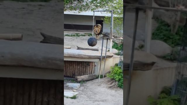 Впервый раз вижу льва/ Огромный лев клетке/ Зоопарк в Германии смотреть онлайн