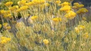 Ут пуфаги Ва Ошкозон Учун Фойдали Гиёх