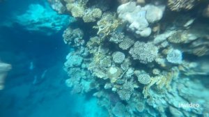 Шикарное красное море коралловый риф в отеле Конкорд фронт 5 отдых в марте 2024г Concorde El Salam 5