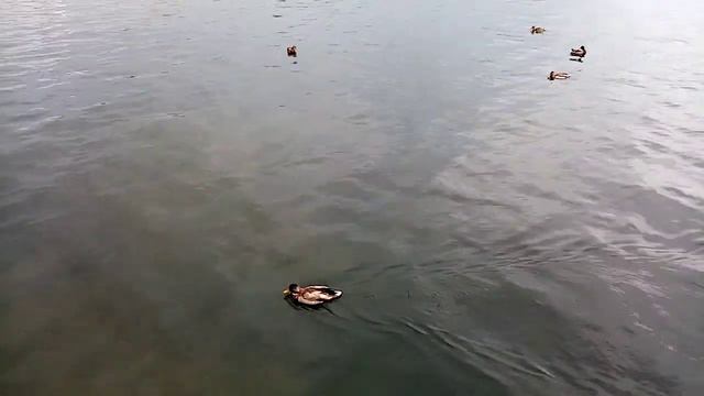 Река Енисей в Красноярске смотреть онлайн