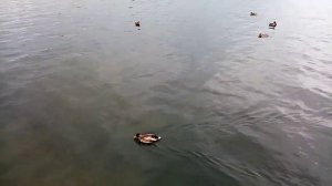 Река Енисей в Красноярске