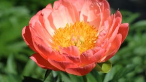 Peony Coral Sunset / Пион Корал Сансет.