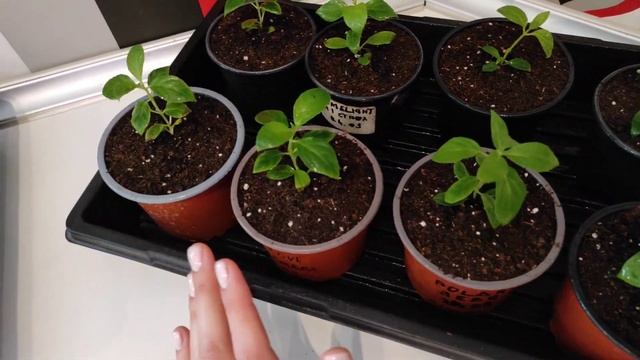 ПЕРЕВАЛКА МЕТЕЛЬЧАТОЙ ГОРТЕНЗИИ. ВЫРАЩИВАНИЕ В ОДИН СТВОЛ смотреть онлайн